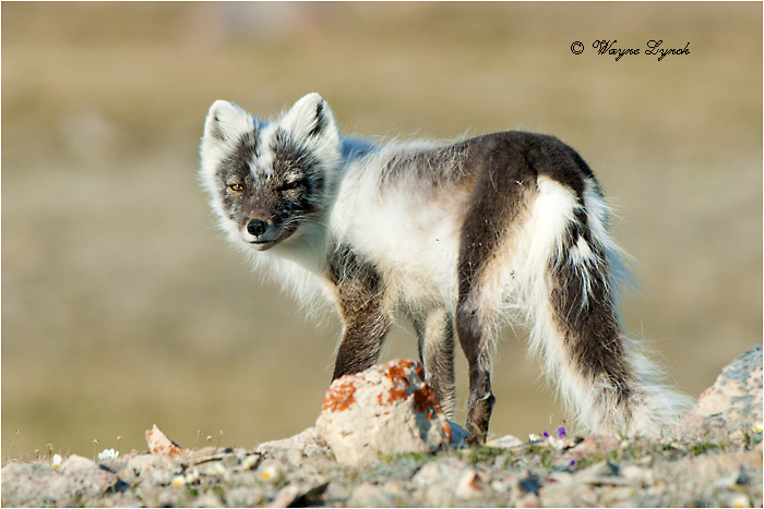 Arctic Fox 125 by Dr. Wayne Lynch &copy;